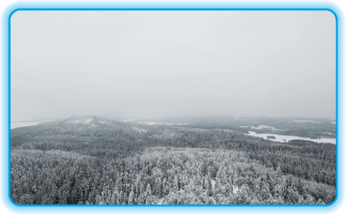 Skov ejendom