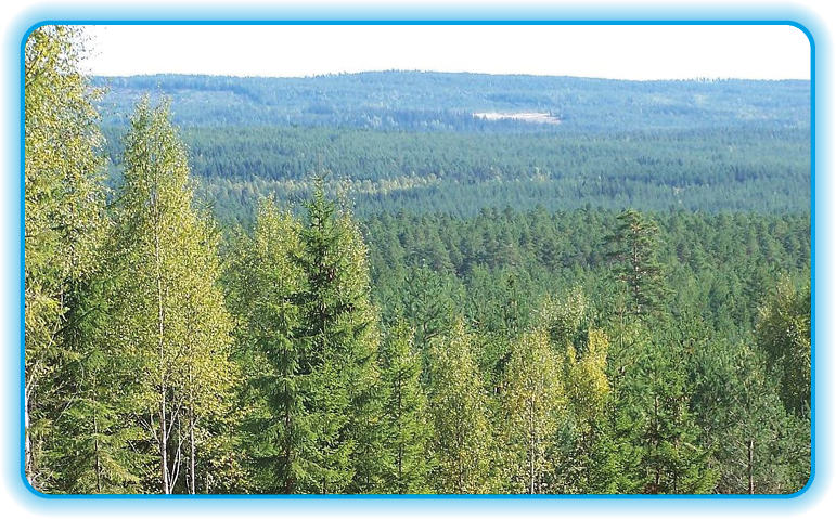 Skov ejendom