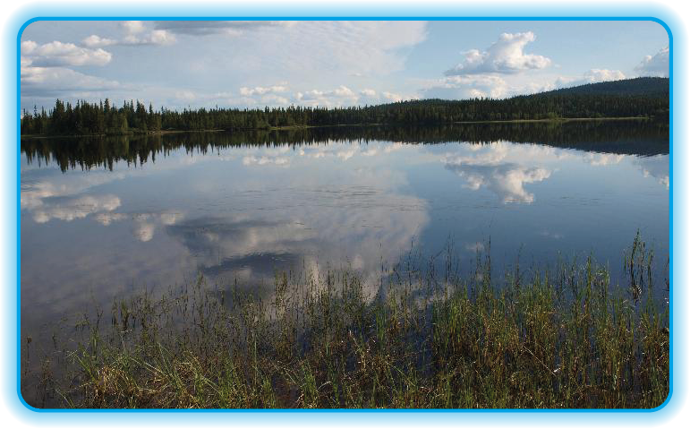 Skov ejendom