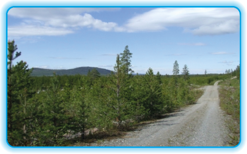 Skov ejendom